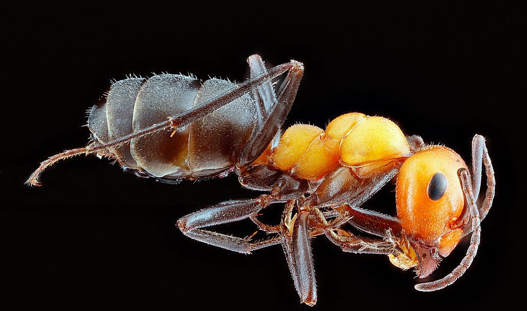 Ant Control service in South Lyon, MI