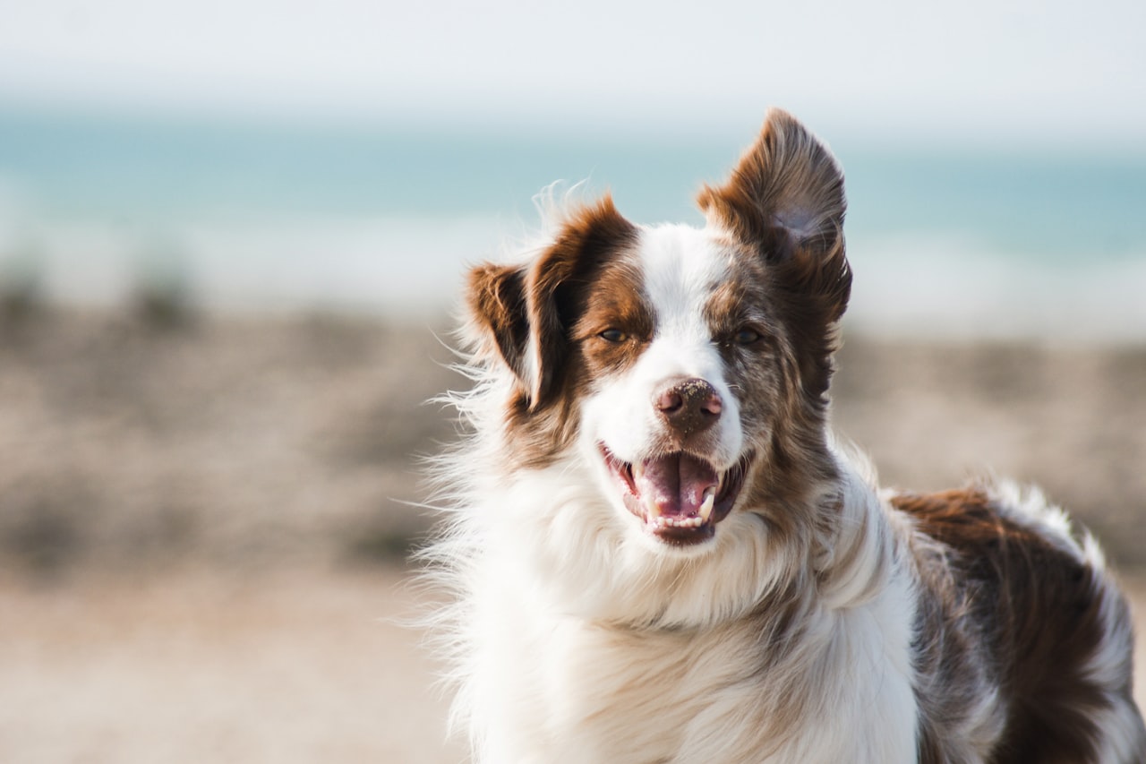 Flea & Tick Control service in South Lyon, MI