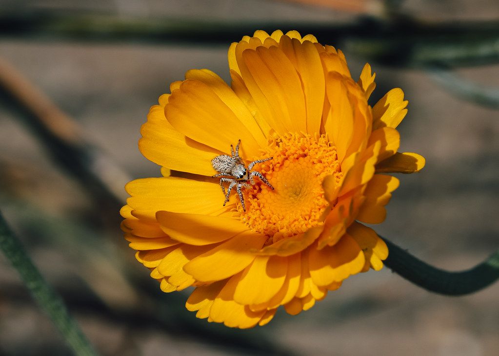 Spider Control service in South Lyon, MI